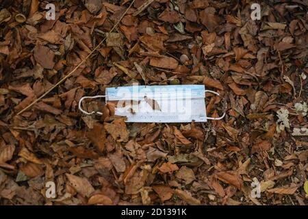 Face mask discarded in autumn leaves during the covid 19 coronavirus pandemic in 2020 Stock Photo