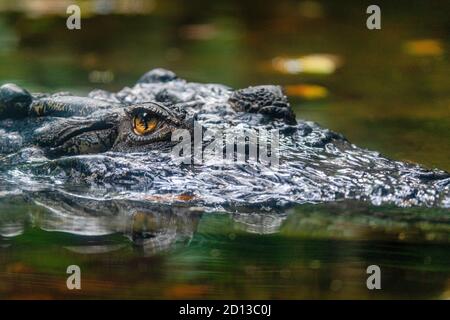 Animals in the Singapore Zoo Stock Photo