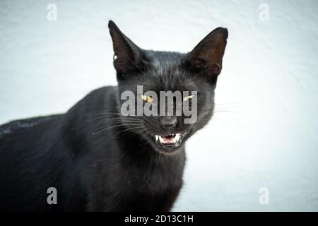 Close-up of a black cat with yellow eyes lying on a white background. it is angry and showing fangs Stock Photo