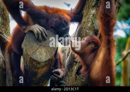 Animals in the Singapore Zoo Stock Photo