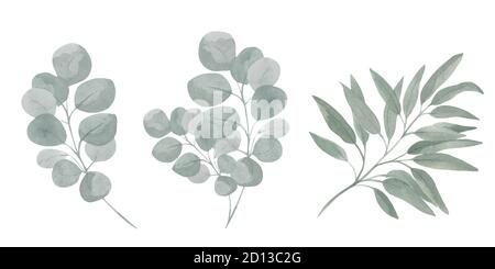 Botanical set of illustrations of eucalyptus branches. Green foliage on a white background. Stock Vector
