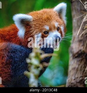 Animals in the Singapore Zoo Stock Photo