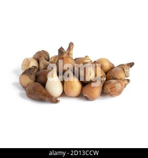 pile of snowdrop bulbs ready to plant isolated on a white background Stock Photo