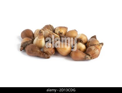 group of snowdrop bulbs ready to plant  isolated on a white background Stock Photo