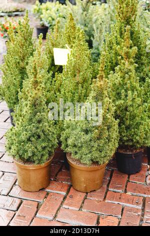 Pots with young conifer tree in a garden market, greenhouse, garden center.Little fir tree in pot in garden center for sale plants.Christmas fir trees Stock Photo