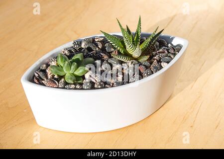 small succulents in a ceramic pot on a wooden background Stock Photo