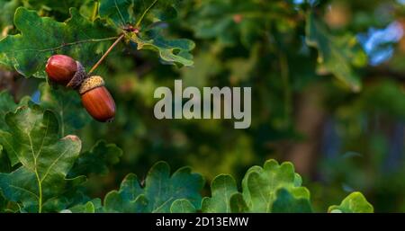 Brown acorns on an oak tree branch in a forest. Closeup oak fruits and leaves on a green background Stock Photo