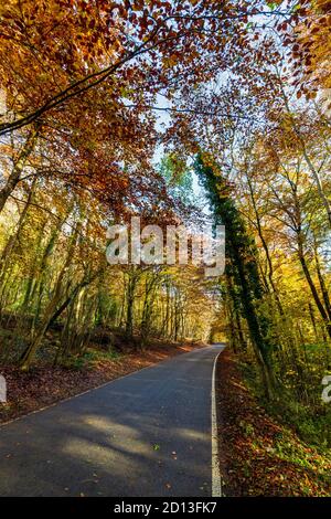 The road through Buckholt wood in the autumn, Cotswolds, England Stock Photo