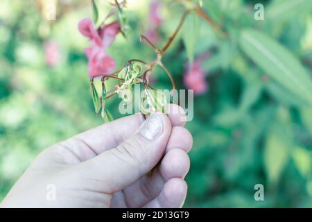 Himalayan balm seeds in hand close up photo. Policeman Helmet plant, Bobby Tops, Invasive asian plant species. Stock Photo