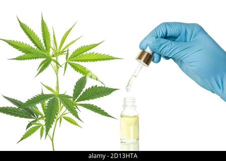 CBD hemp oil, The researchers with blue gloves drop hemp oil in a glass tube against Marijuana plant isolated. Stock Photo
