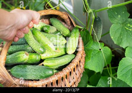man holds hand a basket with fresh cucumbers on a background of leaves of gherkin, background Stock Photo