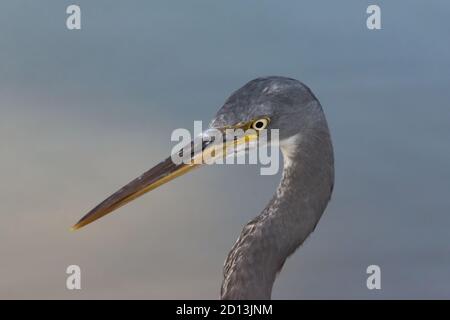 A Close-up of a Western Reef Heron (Egretta gularis) face, at Ras Al Khor in Dubai, United Arab Emirates. Stock Photo