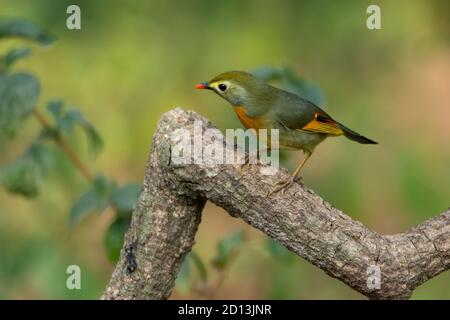 Cute little Red-billed Leiothrix (Leiothrix lutea), perched on a tree branch in the forests of Sattal in Uttarakhand, India. Stock Photo
