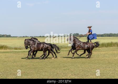 A Hungarian csikos /  cowboy riding horses in the Hortobagy National Park by standing on the back two Stock Photo