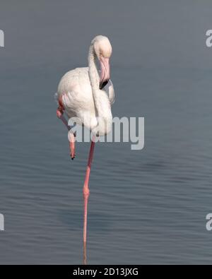 A beautiful Greater Flamingo (Phoenicopterus roseus), resting with eyes closed and a foot raised at Ras Al Khor in Dubai, United Arab Emirates. Stock Photo