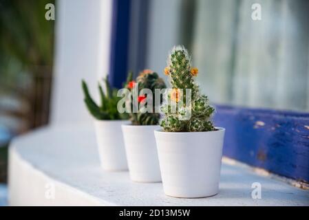 Cacti in the small white flower pots outdoor on the window Stock Photo