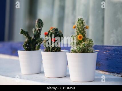 Cacti in the small white flower pots outdoor on the window Stock Photo