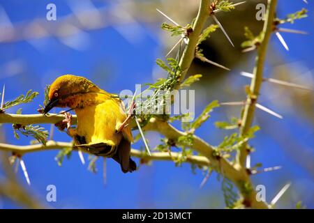 Cape weaver (Ploceus capensis) start building a nest in a Sweet Thorn tree (Vachellia Karroo) Stock Photo