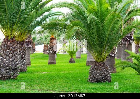 Beautiful garden with nice lawn and palms Stock Photo
