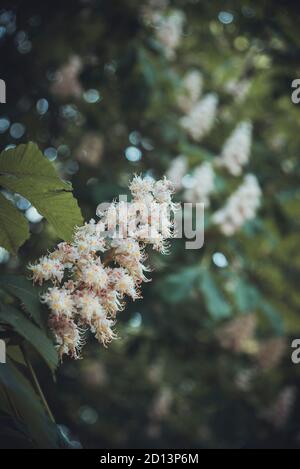 Spring blossoming chestnut flower in the park Stock Photo