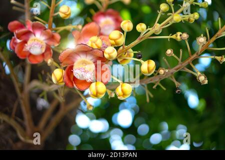 Cannonball flower or  Sal flower, Scientific name: Shorea robusta is a plant in the family. Dipterocarpaceae It is a sacred wood in Hinduism. Stock Photo