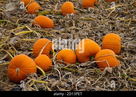field with pumkins in the district Merkenich, Cologne, Germany.  Feld mit Kuerbissen im Stadtteil Merkenich, Koeln, Deutschland. Stock Photo