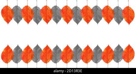 pattern with autumn red, orange,green and yellow leaves isolated on white background Stock Photo