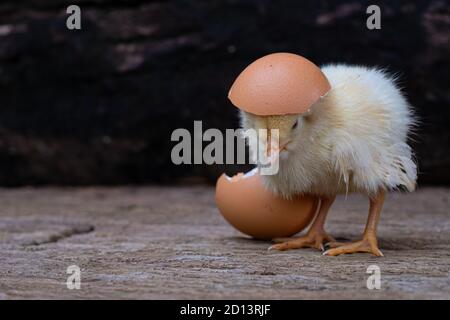 Chicken hatching from an egg and eggshell at old wooden background Stock Photo