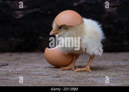 Chicken hatching from an egg and eggshell at old wooden background Stock Photo