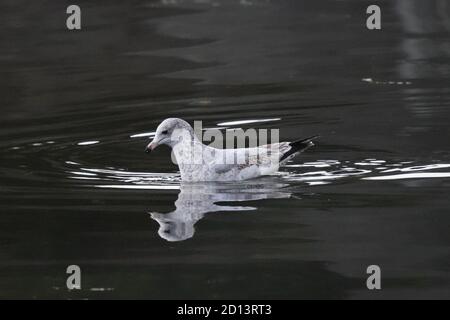 Ring Billed Seagull in low light with reflections Stock Photo