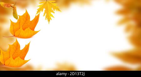 Beautiful brightly coloured Autumn frame on a white background Stock Photo