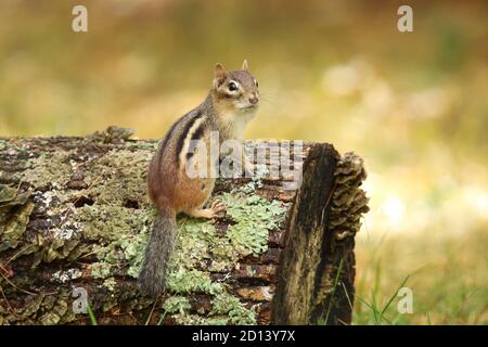Eastern Chipmunk in Fall Sitting on a log Stock Photo - Alamy