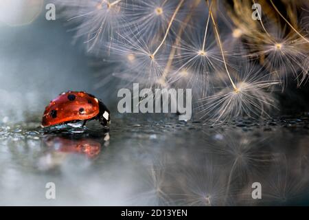 Red ladybug with dandelion reflection on the mirror Stock Photo