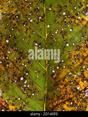 Detail of an autumn leaf of a walnut tree. Stock Photo