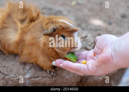 Woman is feeding a guinea pig Stock Photo