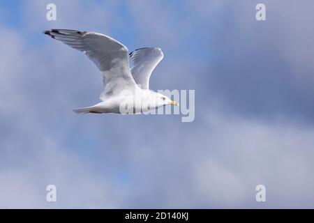 Like a missle soaring across the sky, a ring-billed gull glides through the heavens. Stock Photo