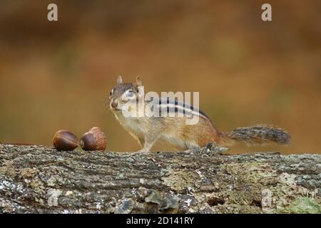 Little eastern chipmunk out foraging for acorns in Fall Stock Photo