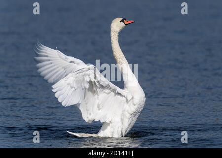 mute white swan taking off Stock Photo