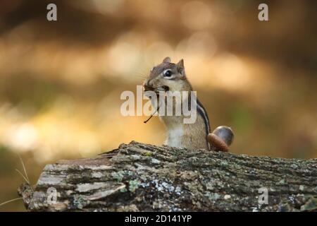 A cute little eastern chipmunk Tamias striatus finds a leaf to take back to the nest in Fall. Stock Photo