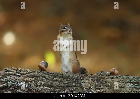 An eastern Chipmunk standing up on a log to take a look around in Fall Stock Photo