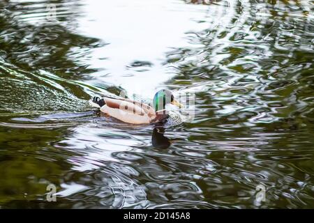 Duck bird swimming in water Stock Photo