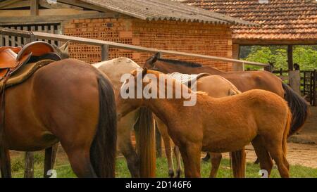 Brown horses on farm in the state of Minas Gerais, Brazil Stock Photo