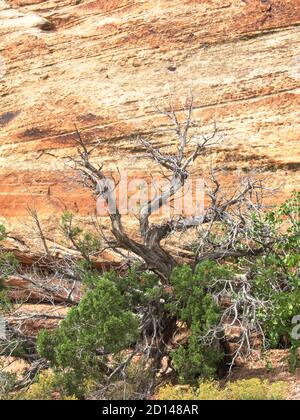 Dead branches of a Utah Juniper, Juniperus Osteosperma, against a cliff of Entrada Sandstone with a clear developed cross-bedding, photographed outsid Stock Photo