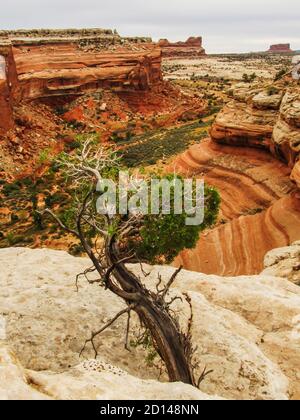 A weathered Utah Juniper, Juniperus Osteosperma, with the Orange colored sandstone cliffs of Coppermil Canyon in the background, Moab, Uthah, USA Stock Photo