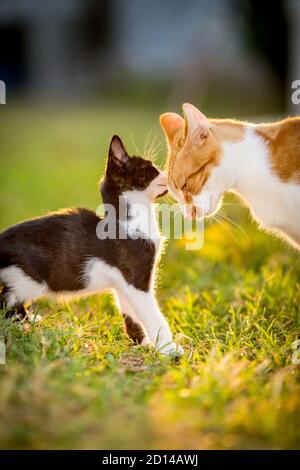 Close-up portrait of two cats in the yard, fondling father and son, domestic animals, pet photography of cat playing outside, shallow selective focus, blurred green grass background