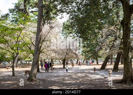 Deer with cherry blossom in Nara, Japan Stock Photo