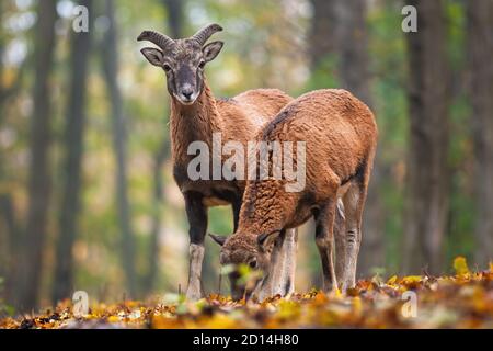 Two mouflons standing in forest in autumn nature. Stock Photo