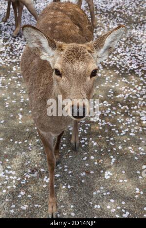 Deer with cherry blossom in Nara, Japan Stock Photo