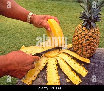 A beautiful whole pineapple fresh from the field has been peeled and sliced into sections by a man with a knife for tasting by visitors to Hawaii, USA. The delicious juicy fruit has been grown for more than 100 years on the Hawaiian islands of Oahu, Maui and Lanai in the North Pacific Ocean. Vast plantations there produced most of the world's pineapple crop in the mid-1900s but nowadays Hawaii doesn't even rank among the top ten global producers. Nevertheless, the pineapple is an iconic symbol of the Aloha State and Hawaii remains the only state in the U.S. where pineapple is grown. Stock Photo