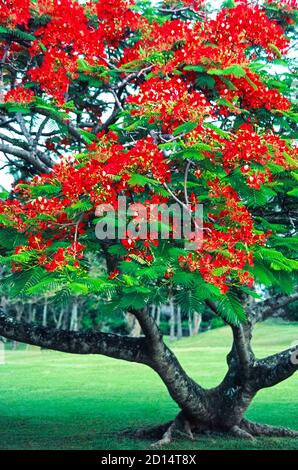 A mature Royal Poinciana tree (Delonix regia) shows off its large bright-red flowers that bloom from springtime through summer in the tropical Hawaiian Islands, USA.  Also called a Flamboyant tree or a Flame tree, its flower colors can vary widely from deep scarlet to golden yellow and every range of orange in between. Native to Madagascar, the Royal Poinciana was introduced to Hawaii in the mid-19th Century and has since become a popular ornamental tree. It can grow as tall as 40 feet (12 meters) and can spread its branches with fern-like leaves equally as wide. Stock Photo